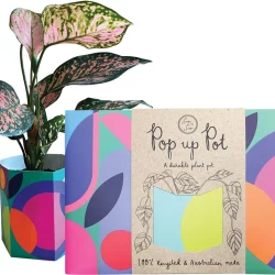 SOW 'N SOW Pop Up Pot Plant Party - Small 22cm - 1.00
